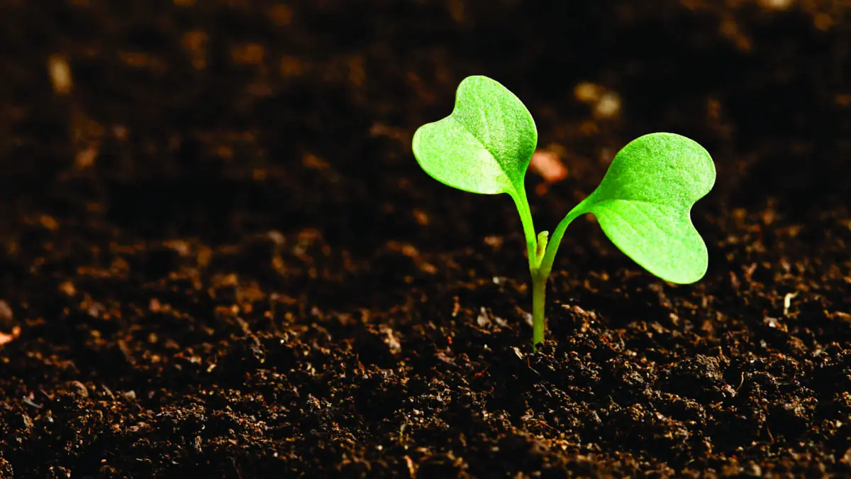 Os Créditos de Carbono como terreno fértil para o setor agrícola