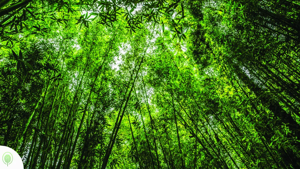O que é Manejo Florestal Sustentável?