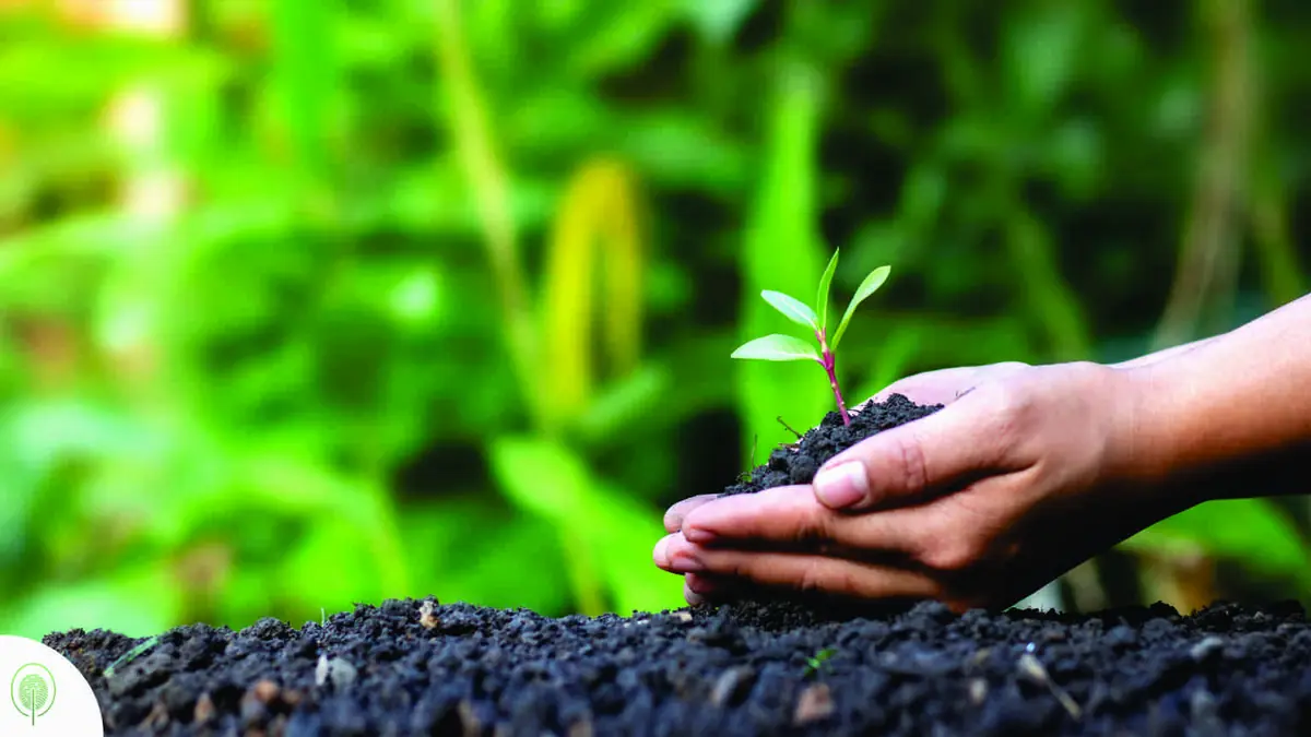 ASF Brazil e Canopée – Manejo Florestal Sustentável nos Projetos REDD+ Yuxibu