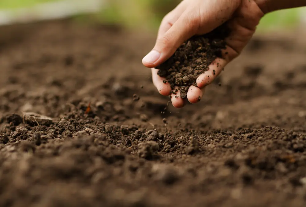 Brasil: exemplo de produtividade e proteção ao meio ambiente